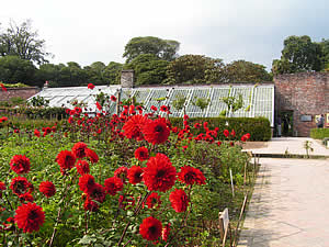 Bright red dahlias near the greenhouses at Heligan