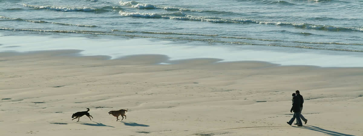 Dogs enjoying a run on the beach