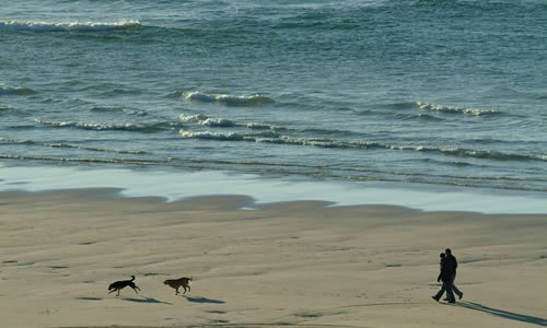 Dogs enjoying a run on the beach